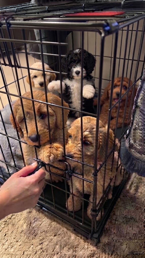 Goldendoodle puppies in case ready for adoption Goldendoodle adoption process
