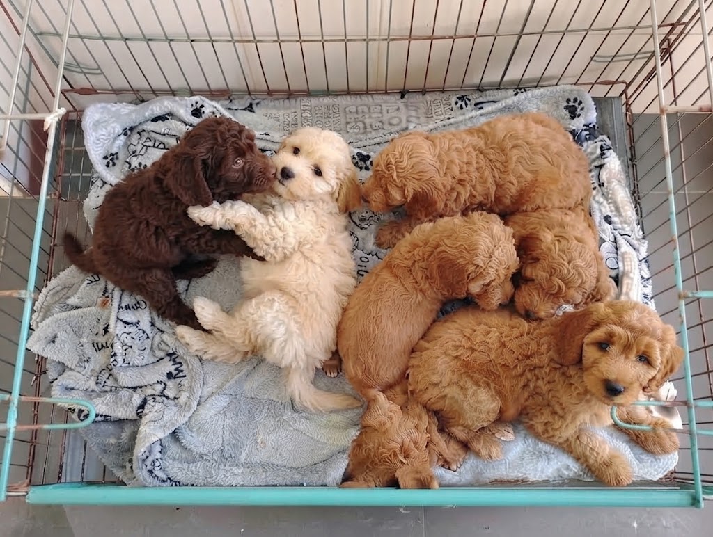 A litter of playful mini golden doodle puppies sitting together on a clean blanket