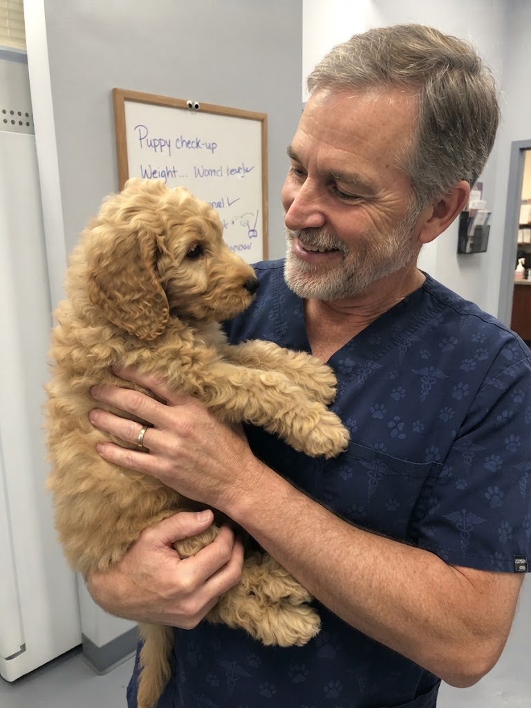 a vet checking a Goldendoodle health guarantee for golden doodle breeder